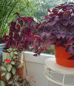 Plant Swap | Flowers & Cuttings