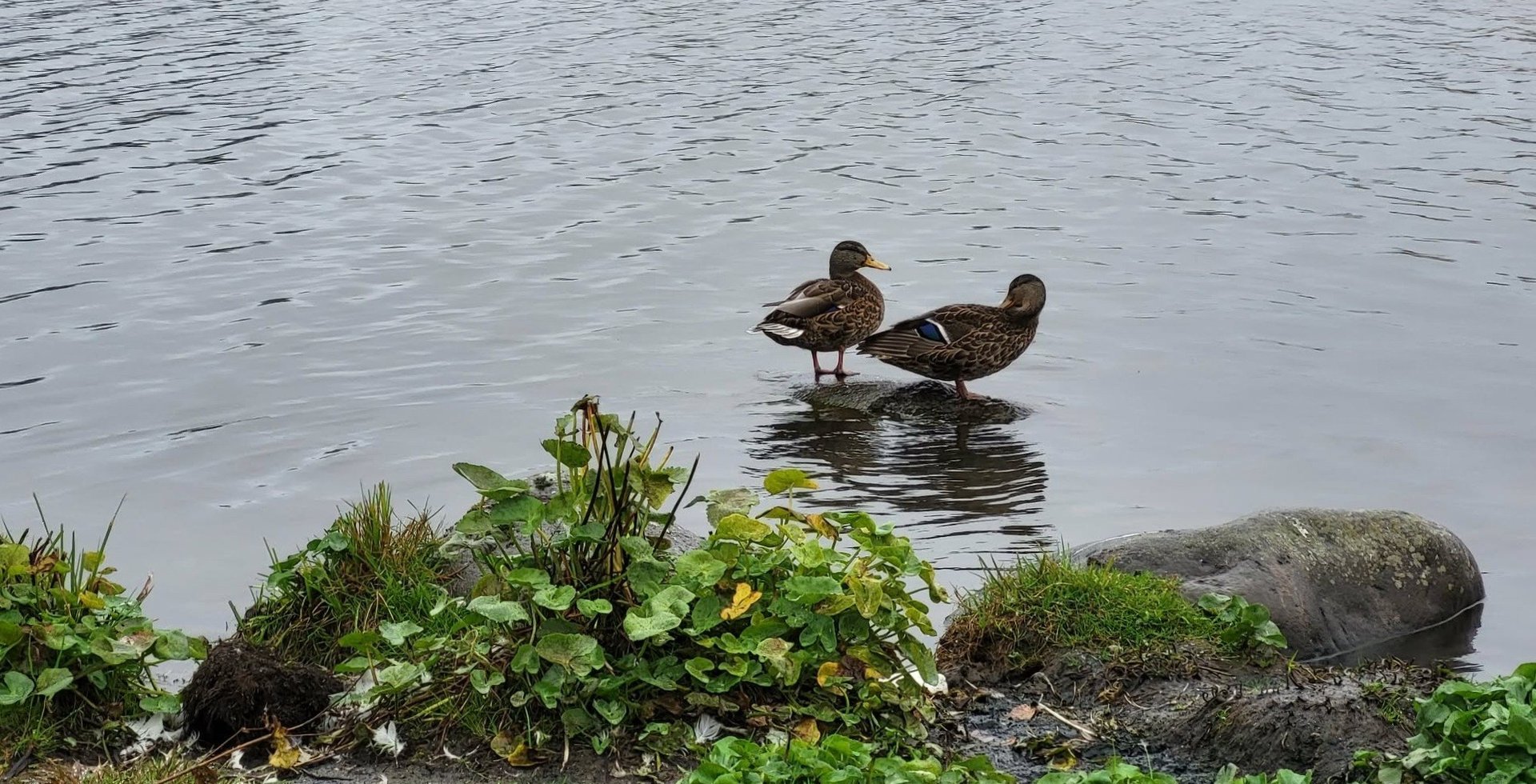 The Day of Icelandic Nature: Life in the Reykjavík Pond