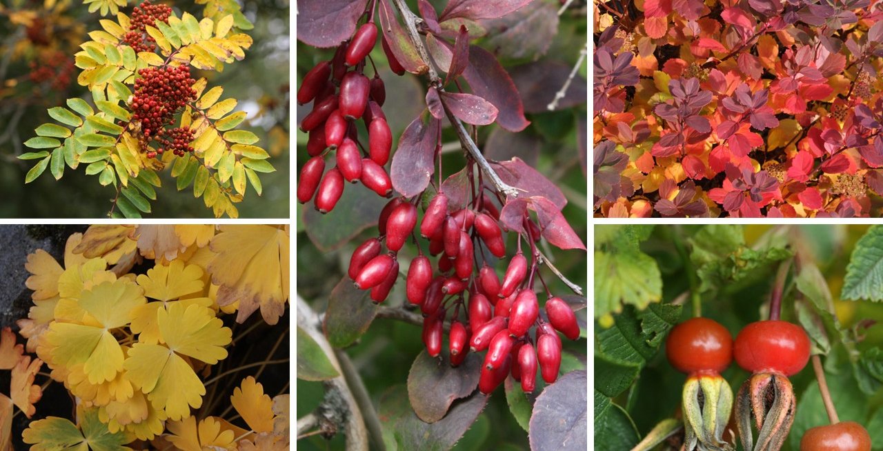Autumn Colours in the Garden