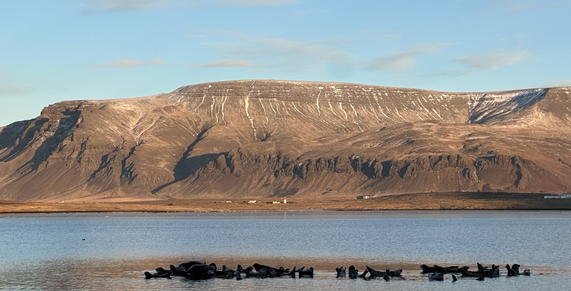 Hvítu Mávar