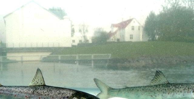 World Fish Migration Day - Event at Elliðaár River