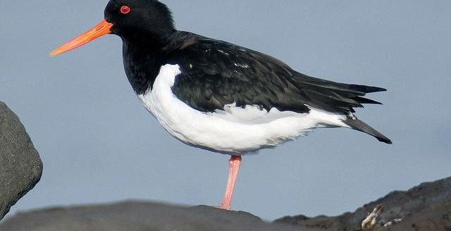 Bird watching in Fossvogur